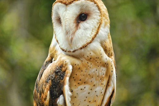 A Fall Creek Falls Owl