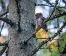 pygmy owl perched on tree branch