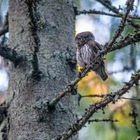 pygmy owl perched on tree branch