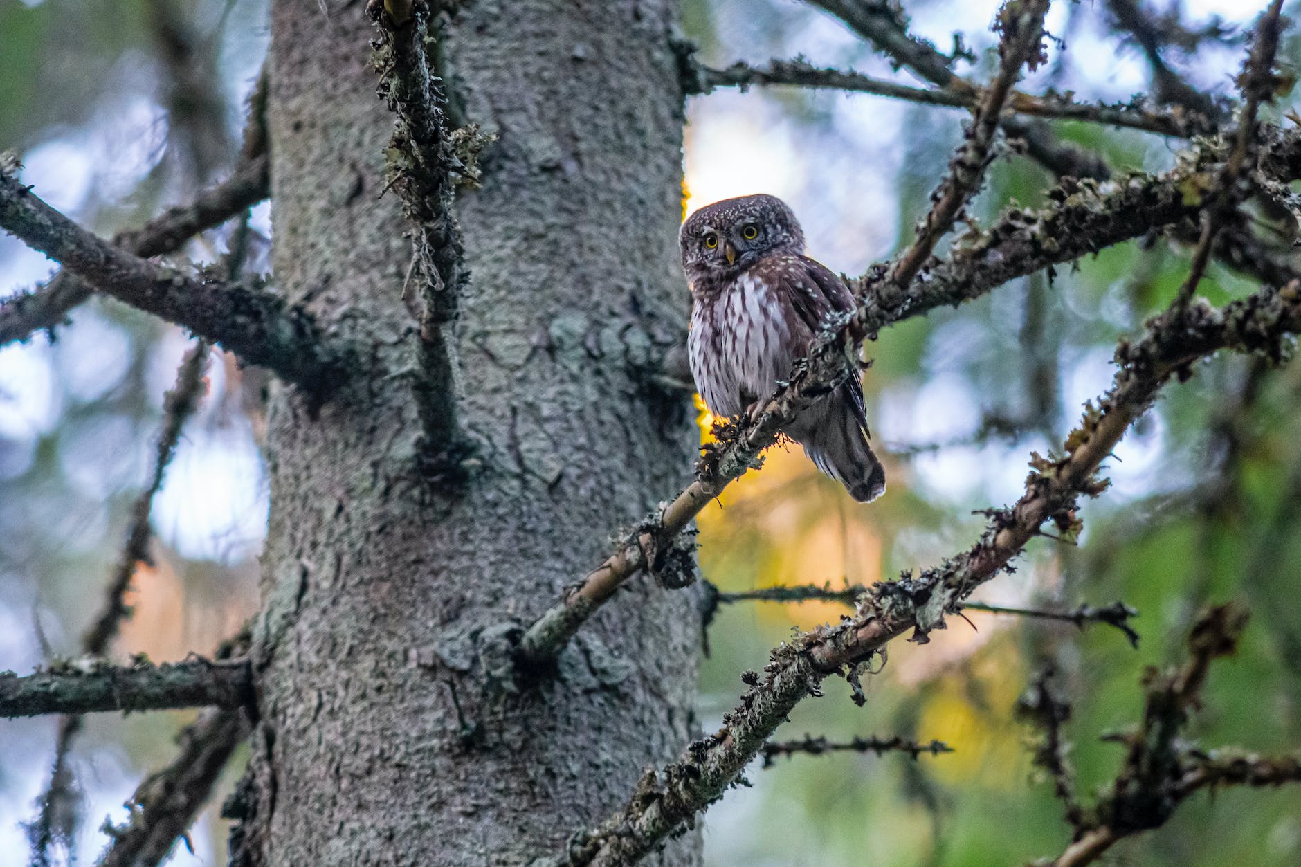 pygmy owl perched on tree branch